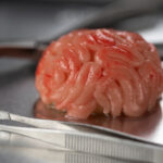 Marzipan Brains